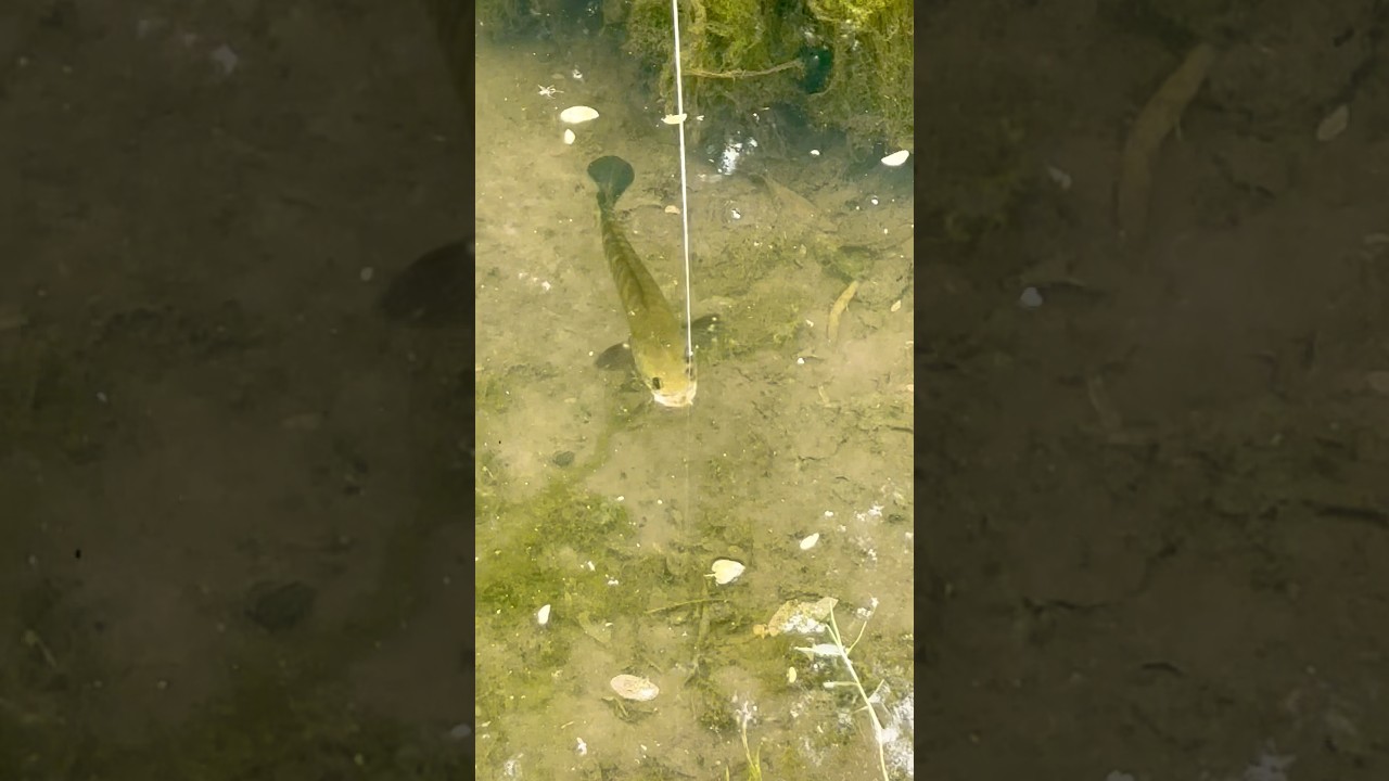 Snakehead fish #shorts #tranding #viral #snakehead #fish