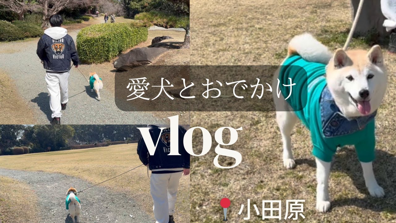 【小田原】一夜城｜愛犬とおでかけ｜夫婦と柴犬の暮らし｜vlog