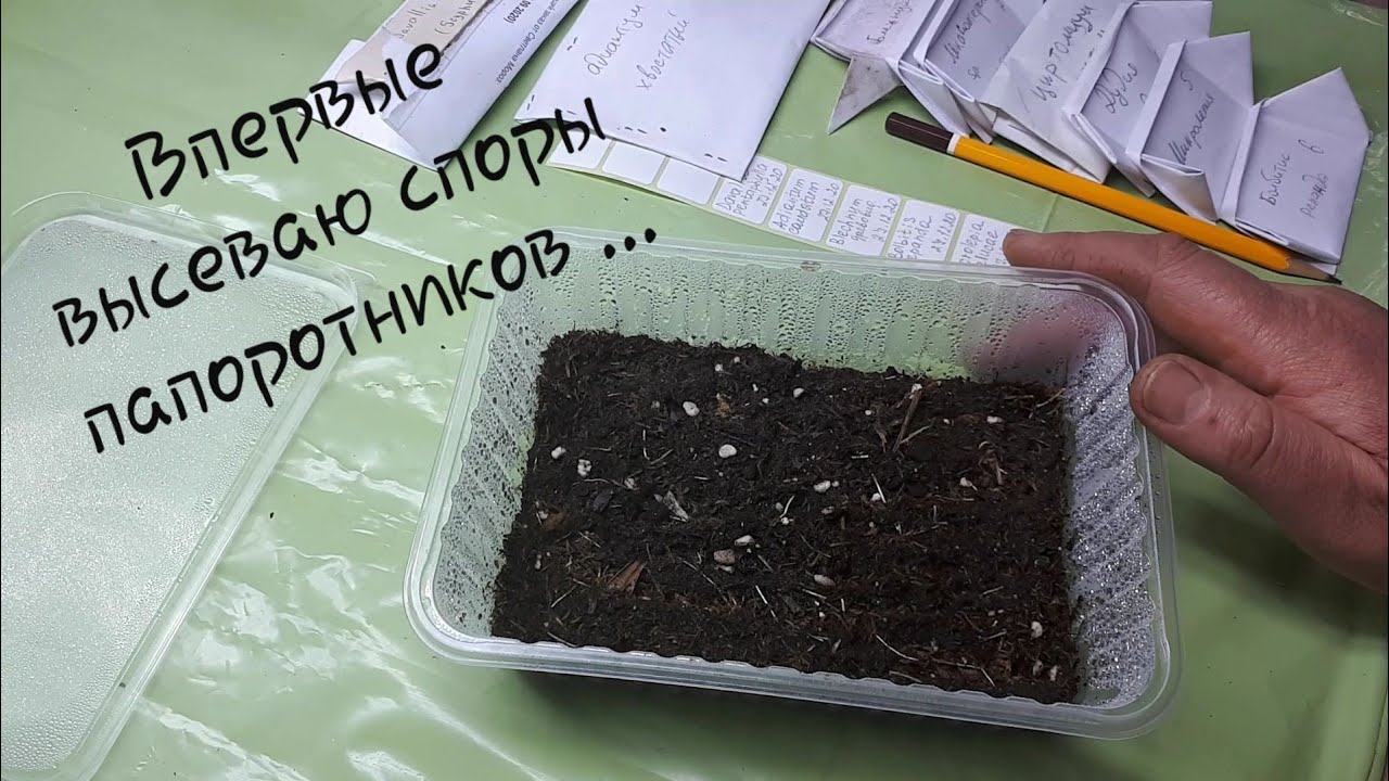 Споры папоротников. Посев