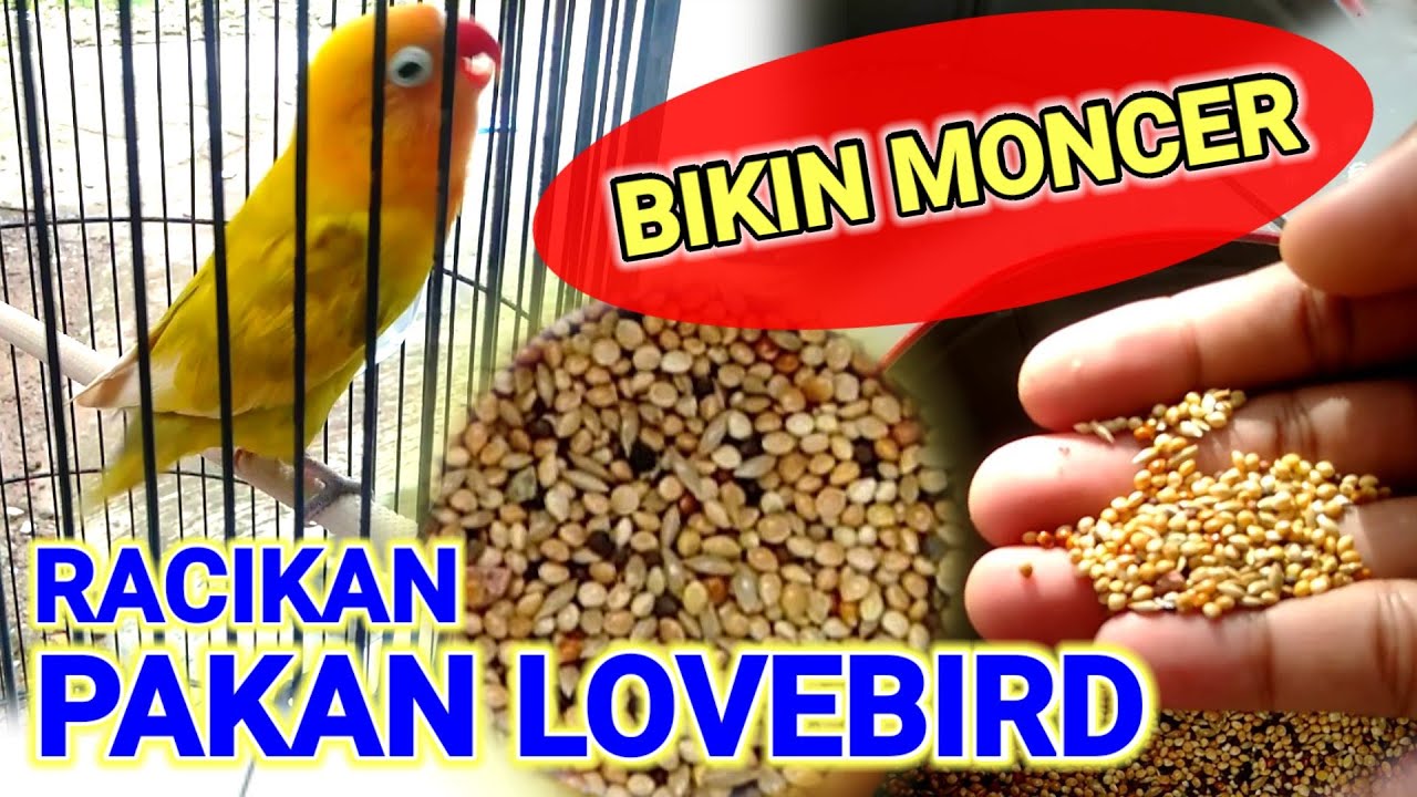 Membuat/Meracik PAKAN LOVEBIRD Bikin LB Moncer GACOR