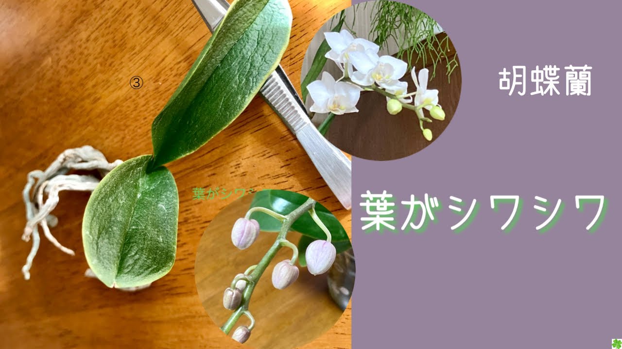 2021年2月6日　「胡蝶蘭の葉がシワシワ」のコメント　水栽培のポイント　葉がしっかりして来る　【あきらめない！】株　ランラン　アマビリス