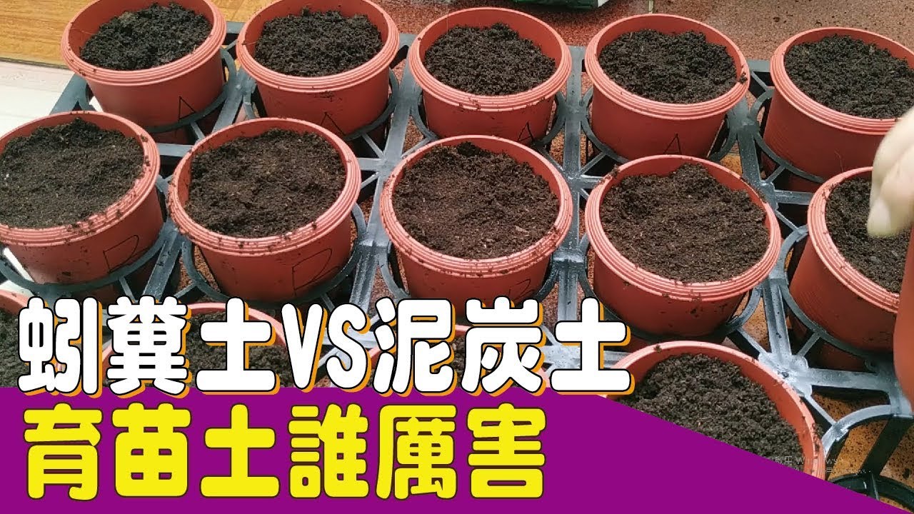 （蚯蚓養殖）蚓糞土VS泥炭土-育苗誰厲害@蚓糞土