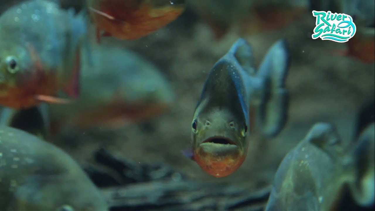 River Safari: The Piranhas
