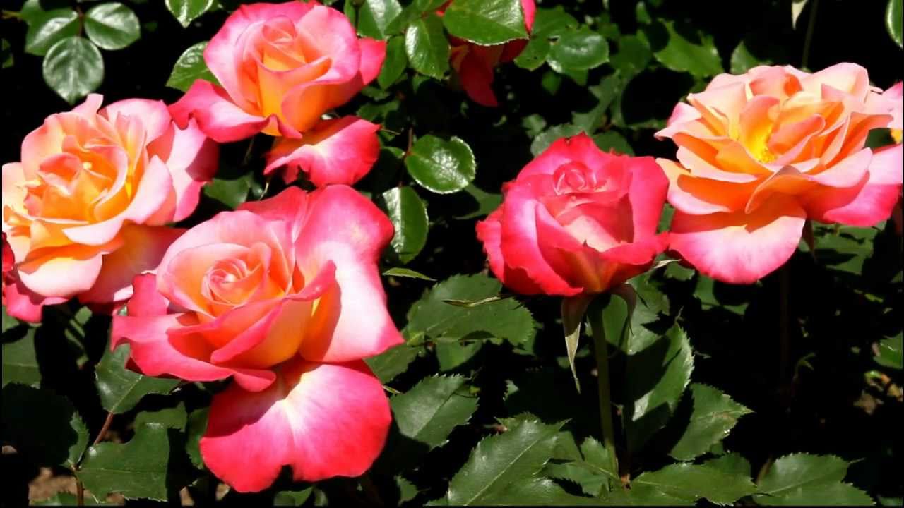 Boston Rose Garden 2011