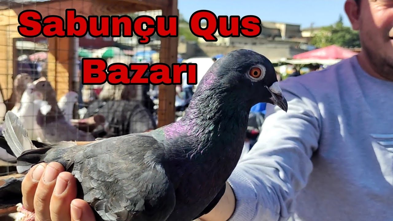 Sabunçu Qus Bazarı #elixezer #bakigoyercinleri #sabuncubazari #sabuncuqusbazari