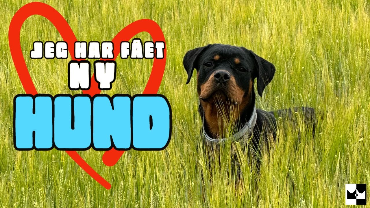 ProdigyDK giver mig en Hund!!!