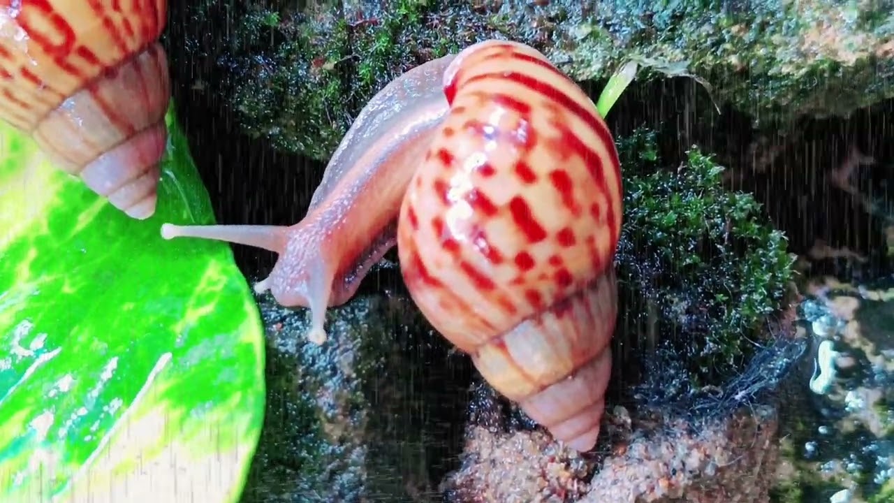 Giant Snail in the Rain: Relaxing Nature ASMR on Mossy Stone