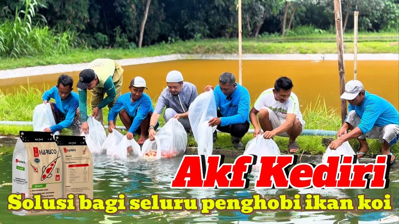 Solusi bagi seluruh penghobi seluru ikan koi‼️percontohan dari sang breeder akf Kediri