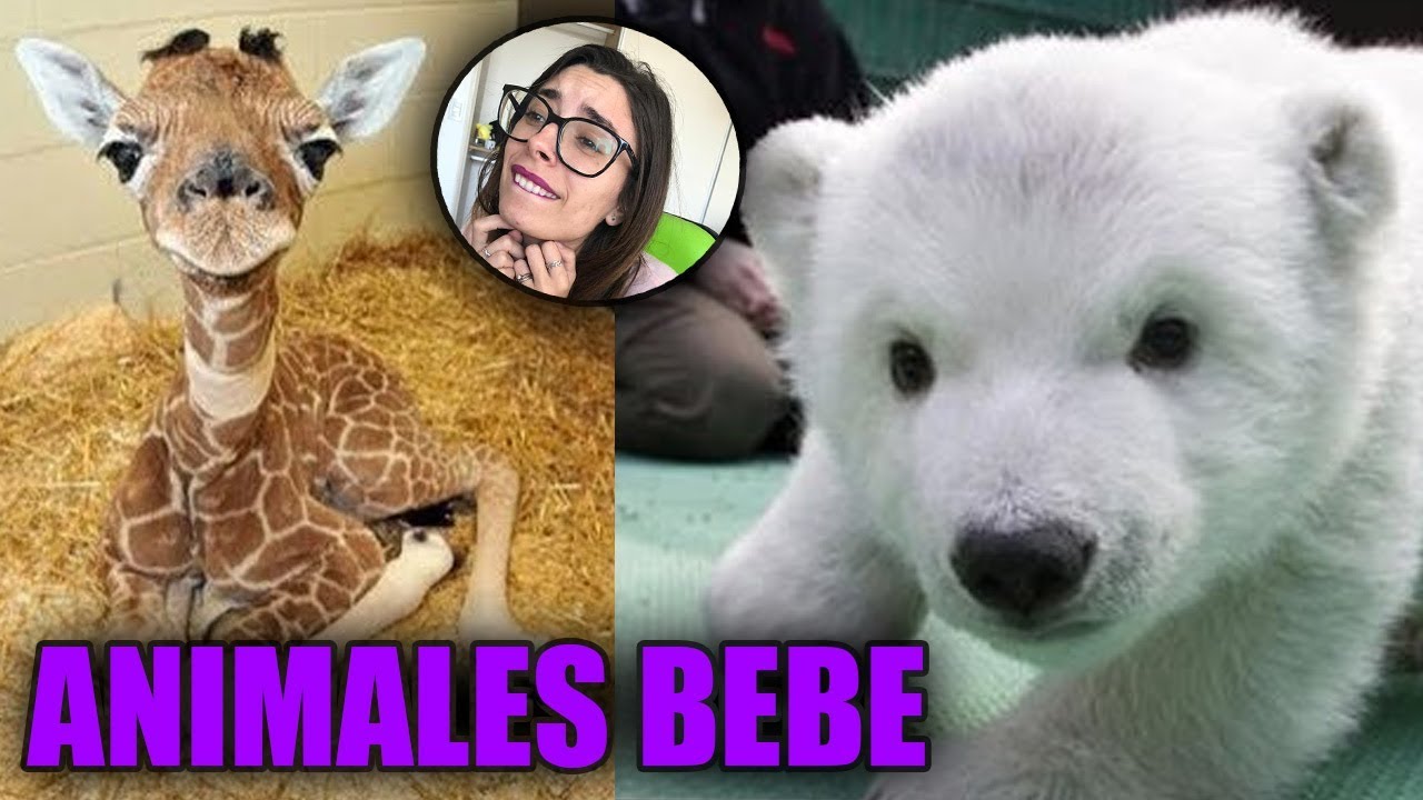 ¡BEBES ANIMALES QUE NUNCA VISTE! | LYNA Y YO QUEREMOS A ESTE BEBE