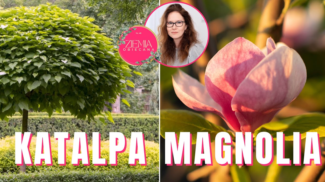 KATALPA & MAGNOLIA - drzewa ozdobne w moim ogrodzie. Najważniejsze informacje o tych gatunkach.