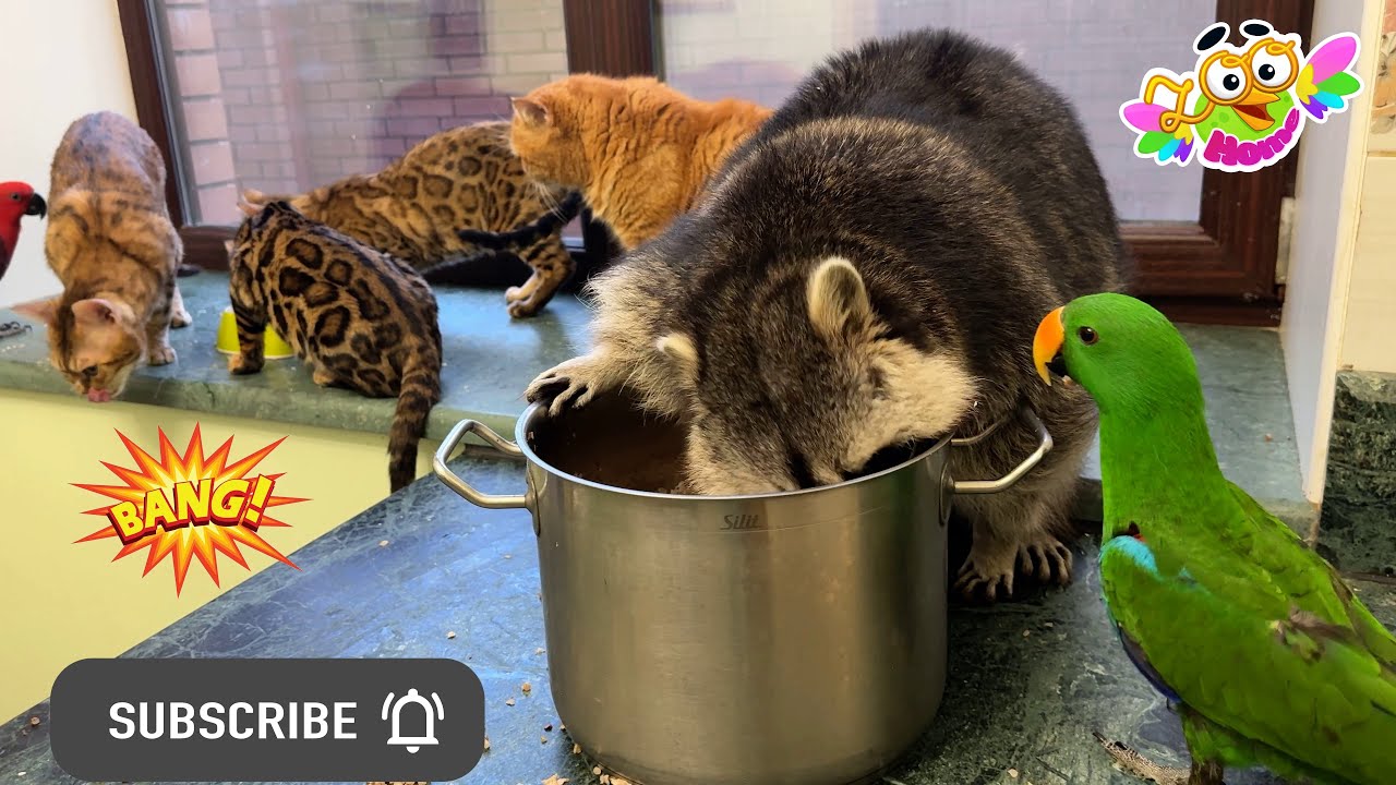 Marcel the raccoon again gathered a crowd of cats near him.Енот опять собрал возле себя толпу котов.