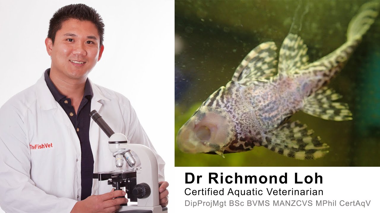 Does your Catfish have internal parasites? heres how to test.
