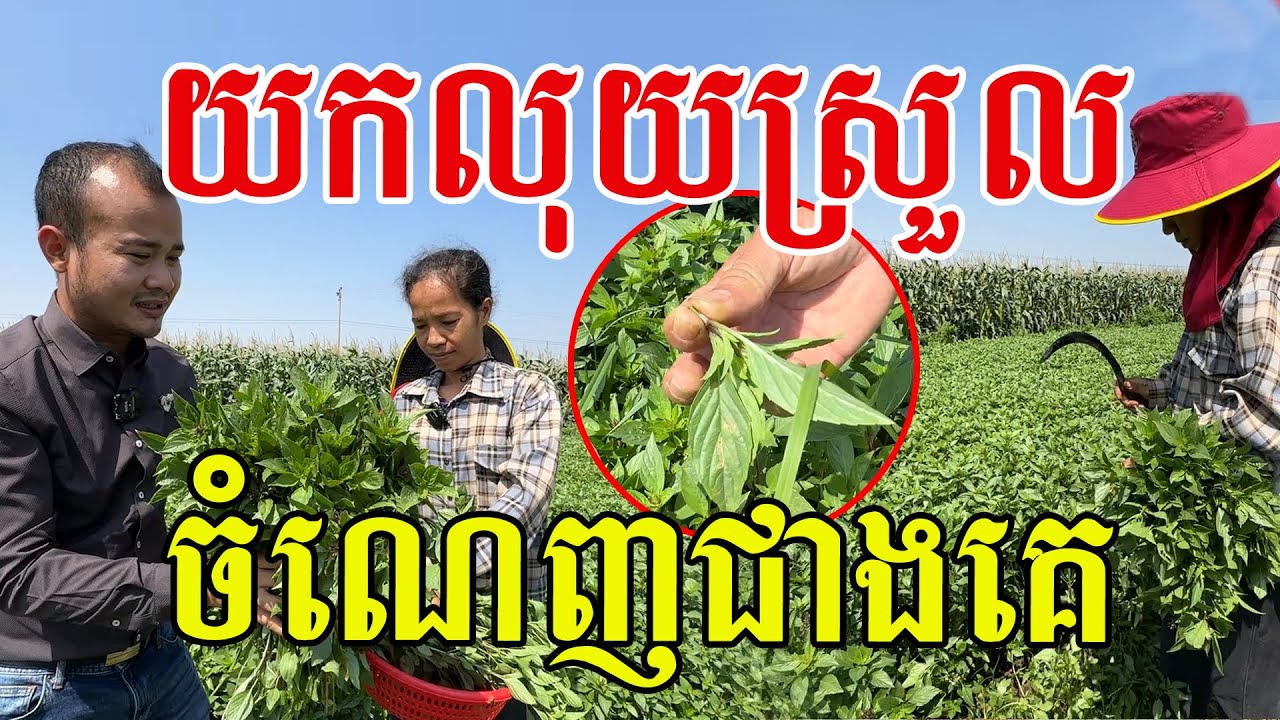យកលុយស្រួល ចំណេញជាងដំណាំផ្សេងៗទៀត ពូកែមែនបងស្រី