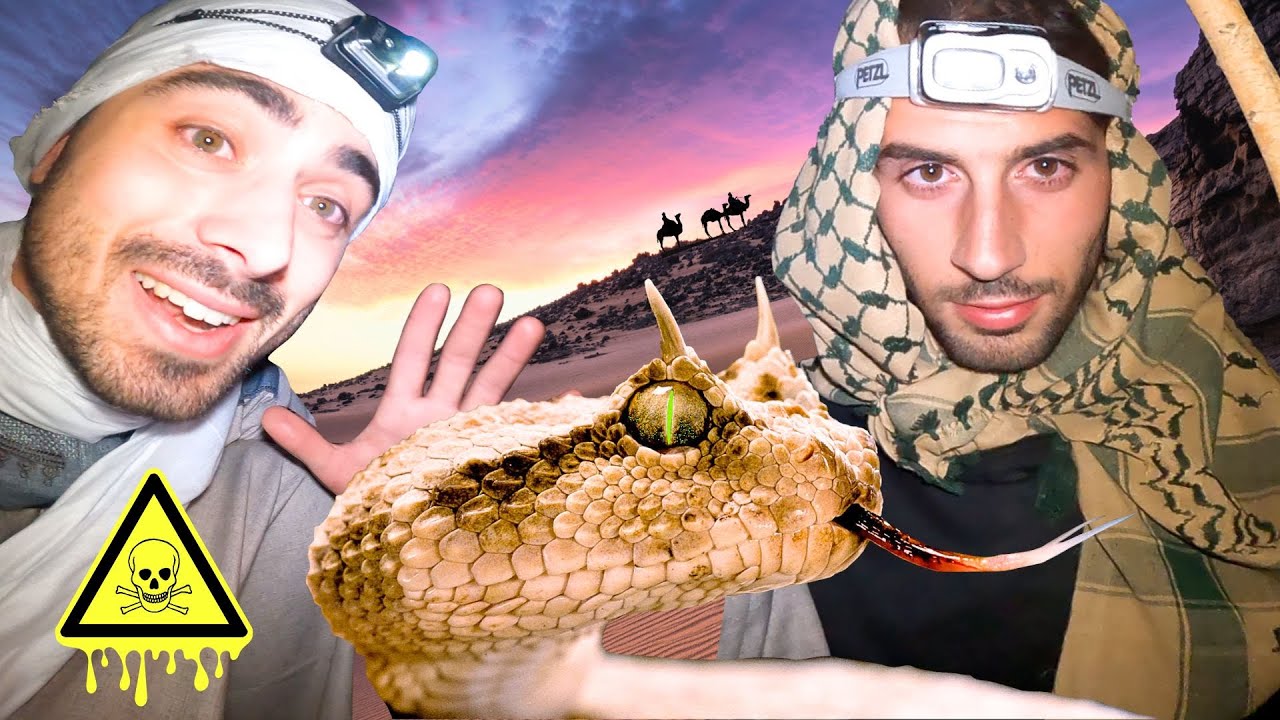 On traque la vipère la plus mortelle du Sahara… LA VIPÈRE À CORNES ft @imsolal