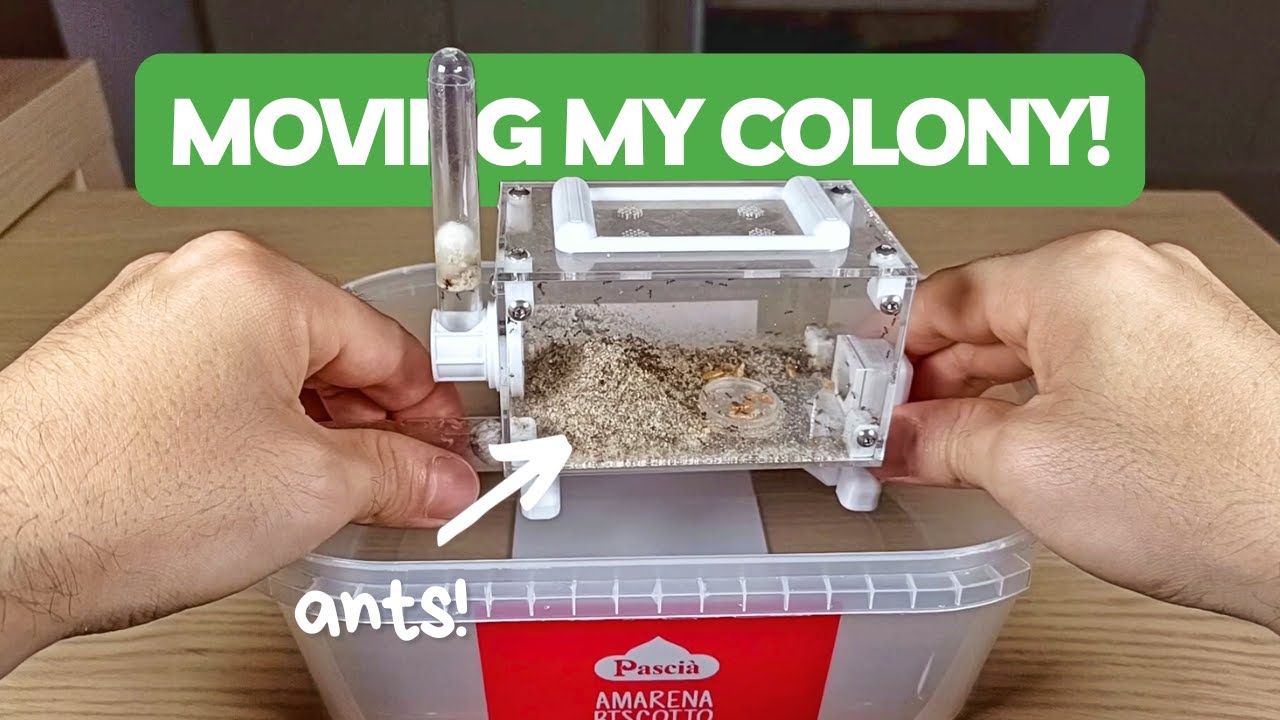 Few Changes To My Pheidole Ant Colony! | BRUMA Ants