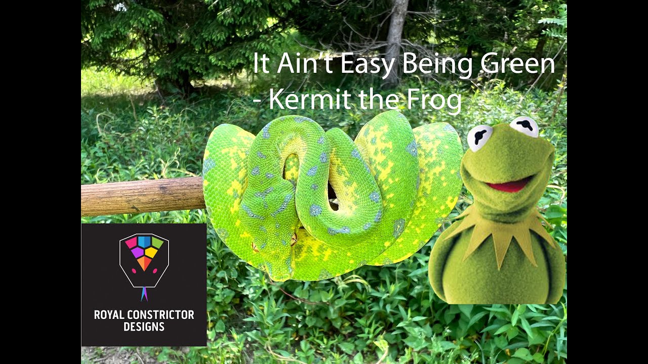 All about Green Tree Pythons!