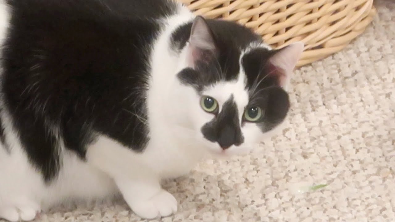Simba and Boo Share A Squeeze Up, Stella’s Favorite Mouse - S3 E15 - Cat Family Vlog