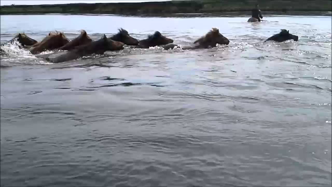 Icelandic horses crossing river Ytri-Rangá  8.6.2014