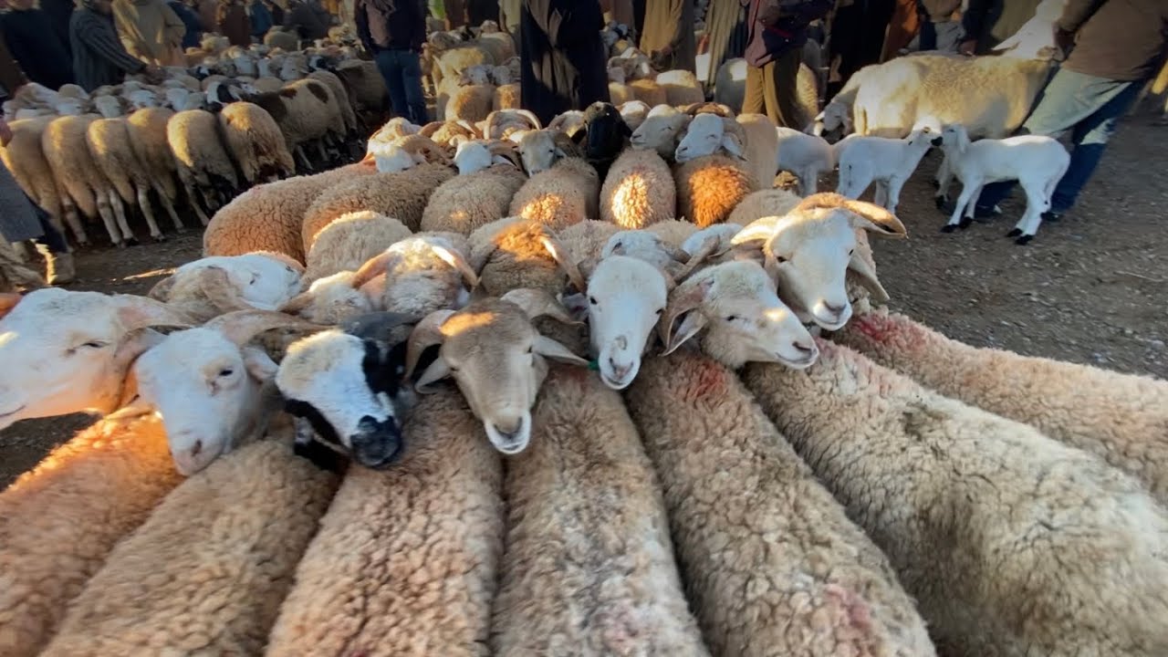 وجدة السوق الأسبوعي مزوارية  ثمن الحولي الحولية النعجة أجواء السوق رائعة جدا مع براذ أتاي قطبان 😂