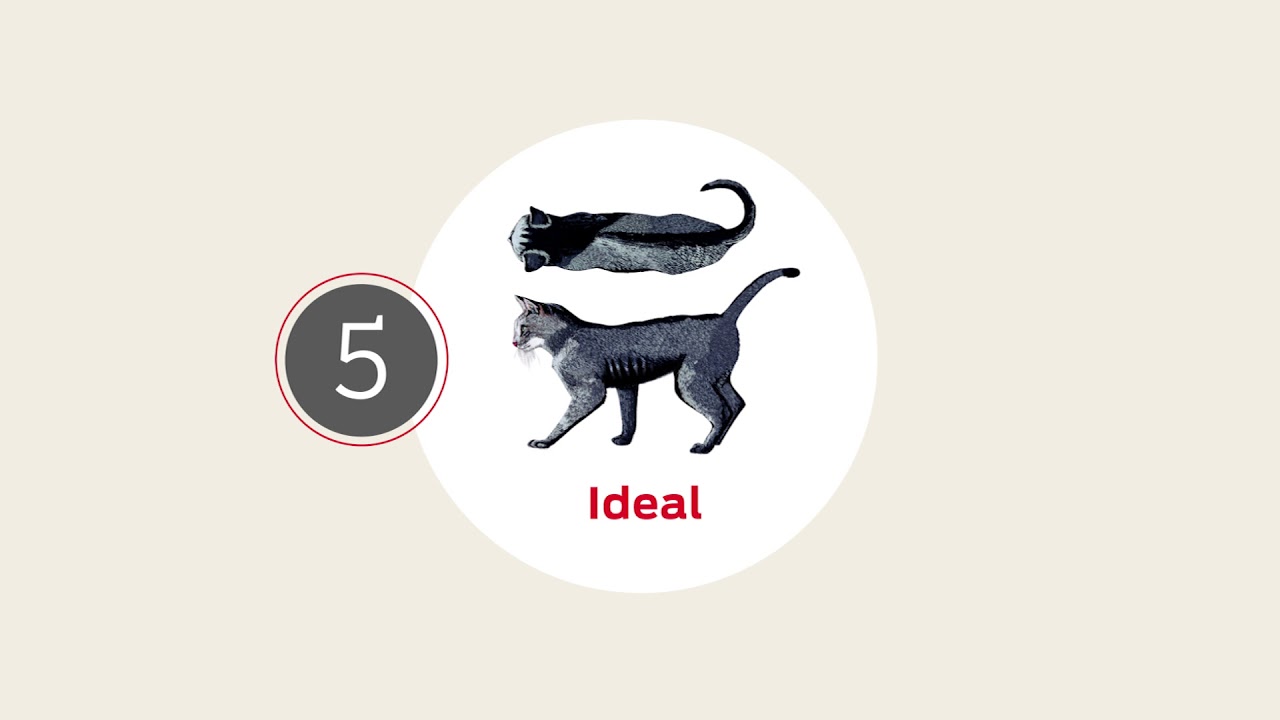 Your Cat&rsquo;s Health Has a Lot To Do With Weight: Give a HEALTHY HUG to Check For Ideal Weight