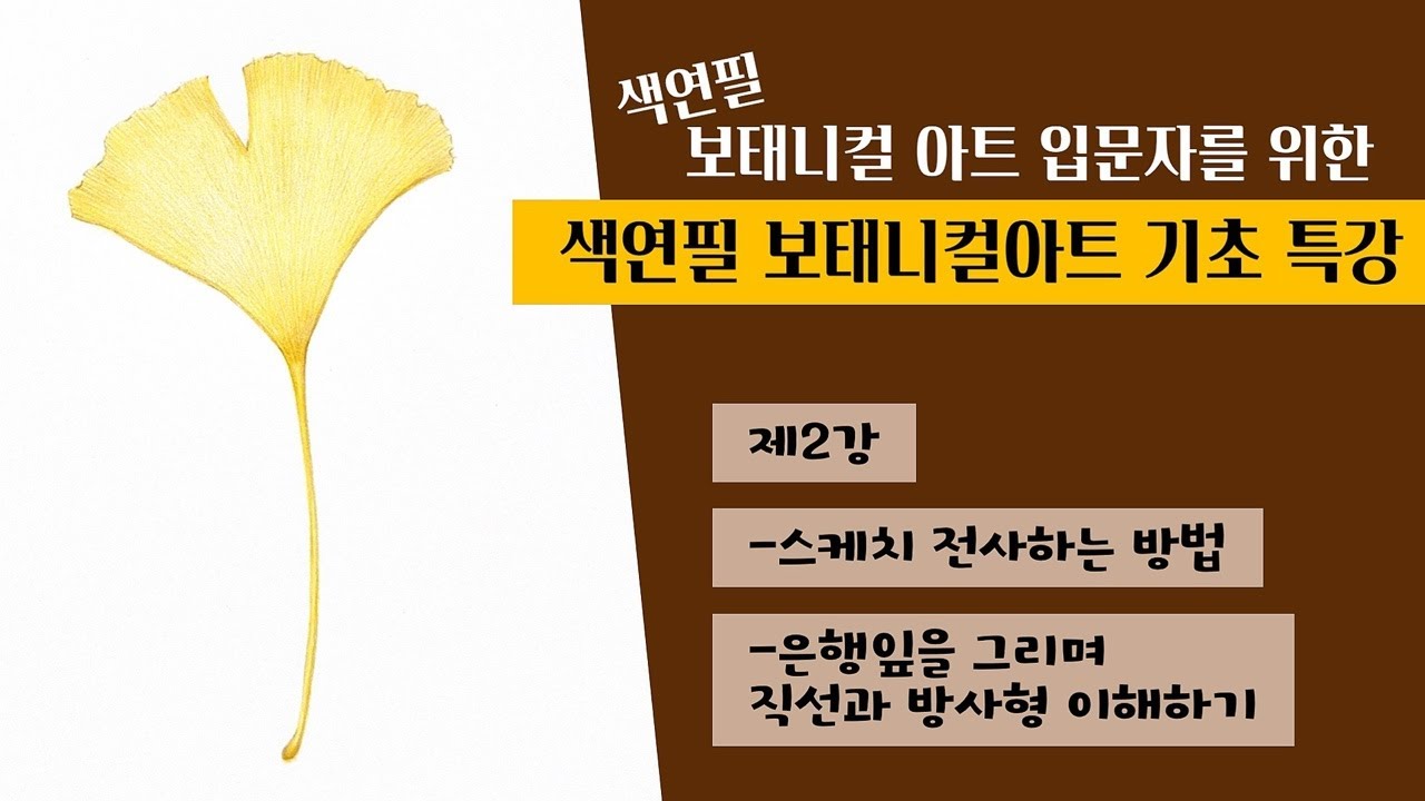 [색연필 보태니컬아트 기초특강 라이브]제2강 전사하는방법과 은행잎 채색하며 직선과 방사형 이해하기