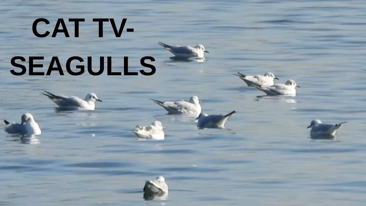 DUCKS AND FLAMINGOS IN THE BLUE WATERS OF THE SEA | CAT TV