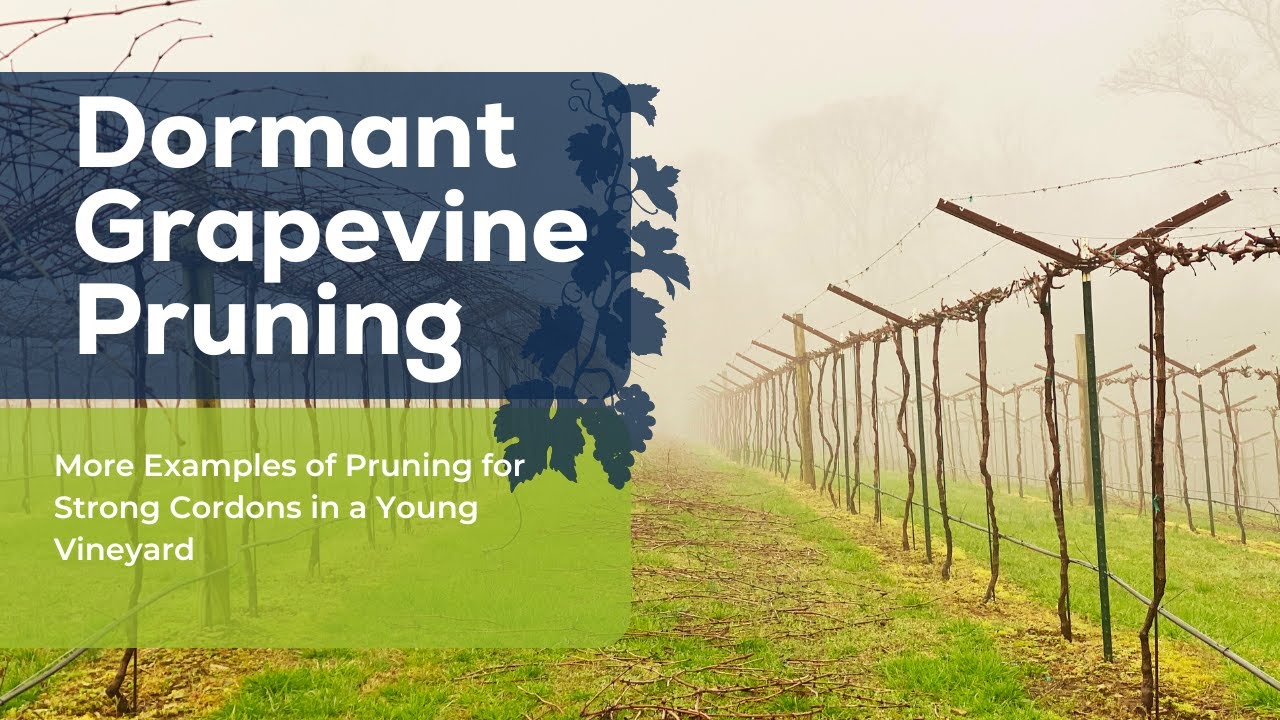 More Examples of Pruning for Strong Cordons in a Young Vineyard #viticulture #grapegrowing