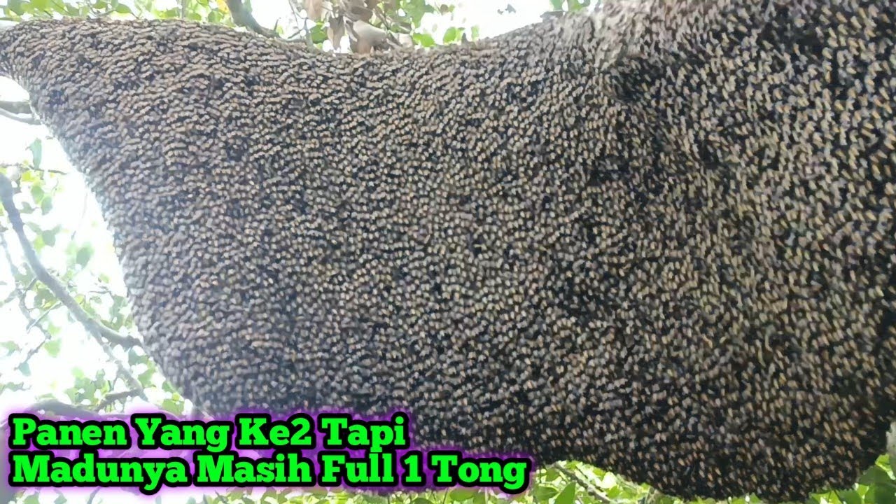 Walaupun Panen Yang Ke2 Tapi Madunya Masih Full 1 Ember #bee #honey #panenmaduhutan #lebah #hutan 