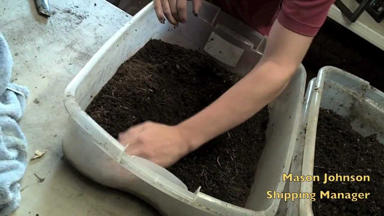 Packing Red Wiggler Worms For Shipping
