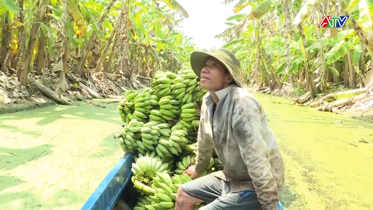 BANANA TREES IN THE 