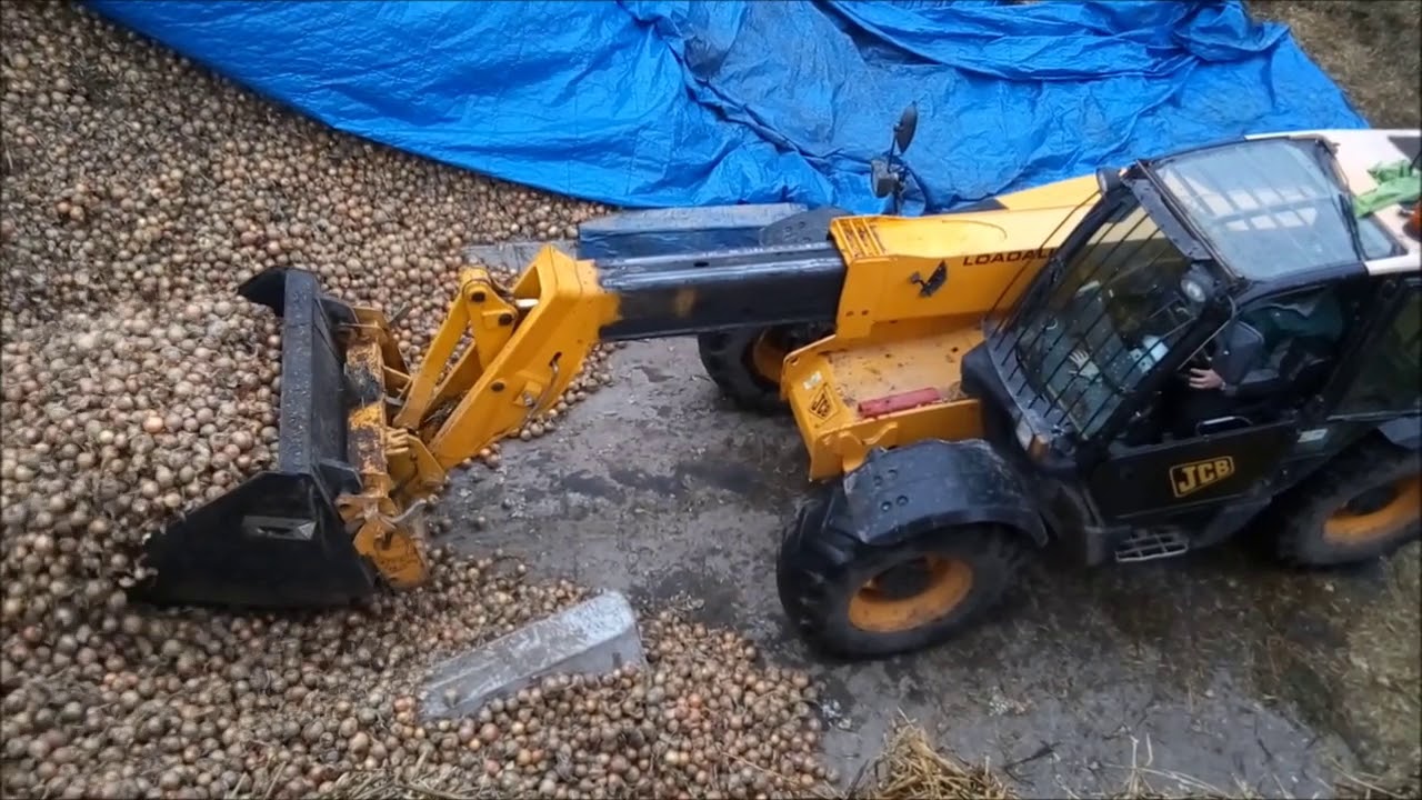 Załadunek cebuli 2017 ^^^^ JCB^^^URSUS^^^VALTRA^^^^^^