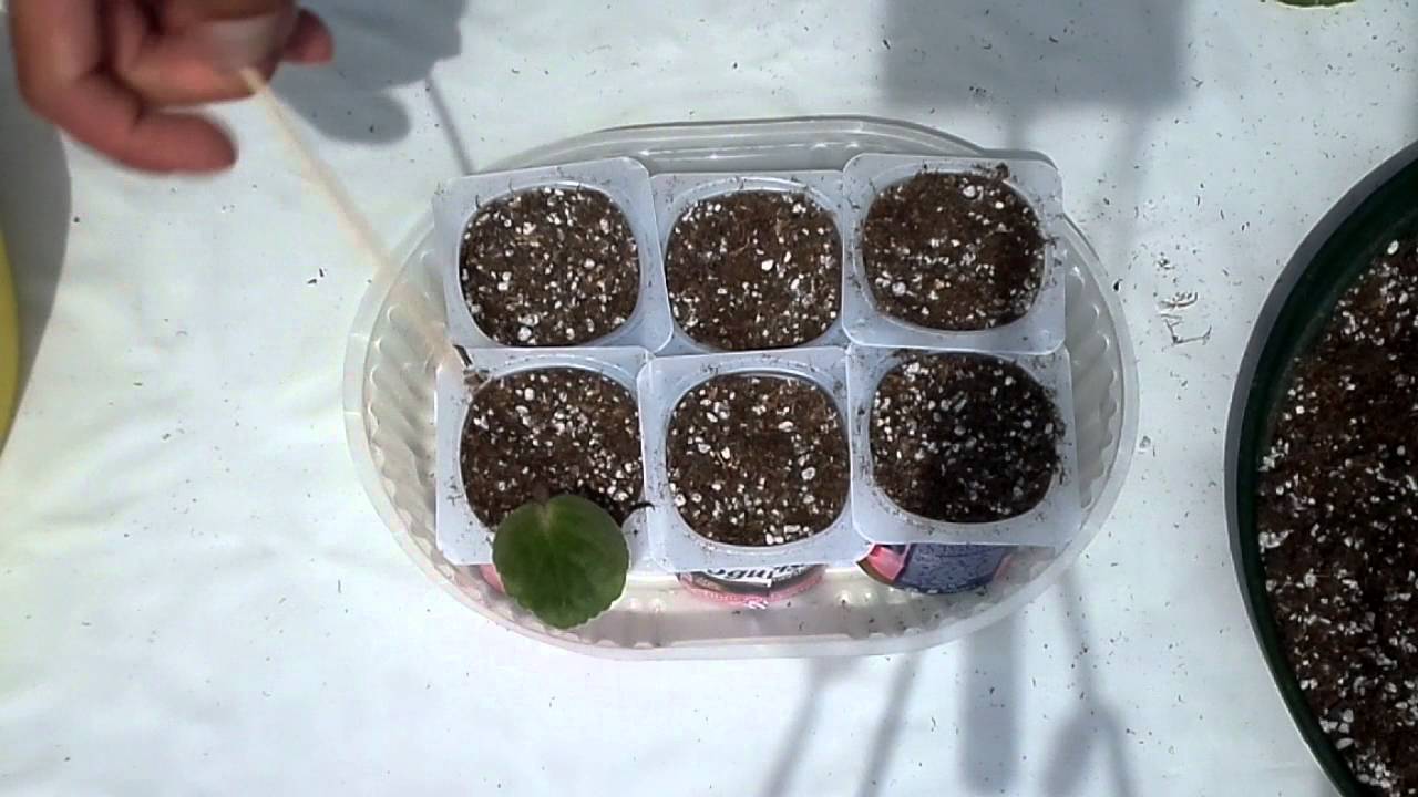 Reproducción de plantas por hoja (1º parte)