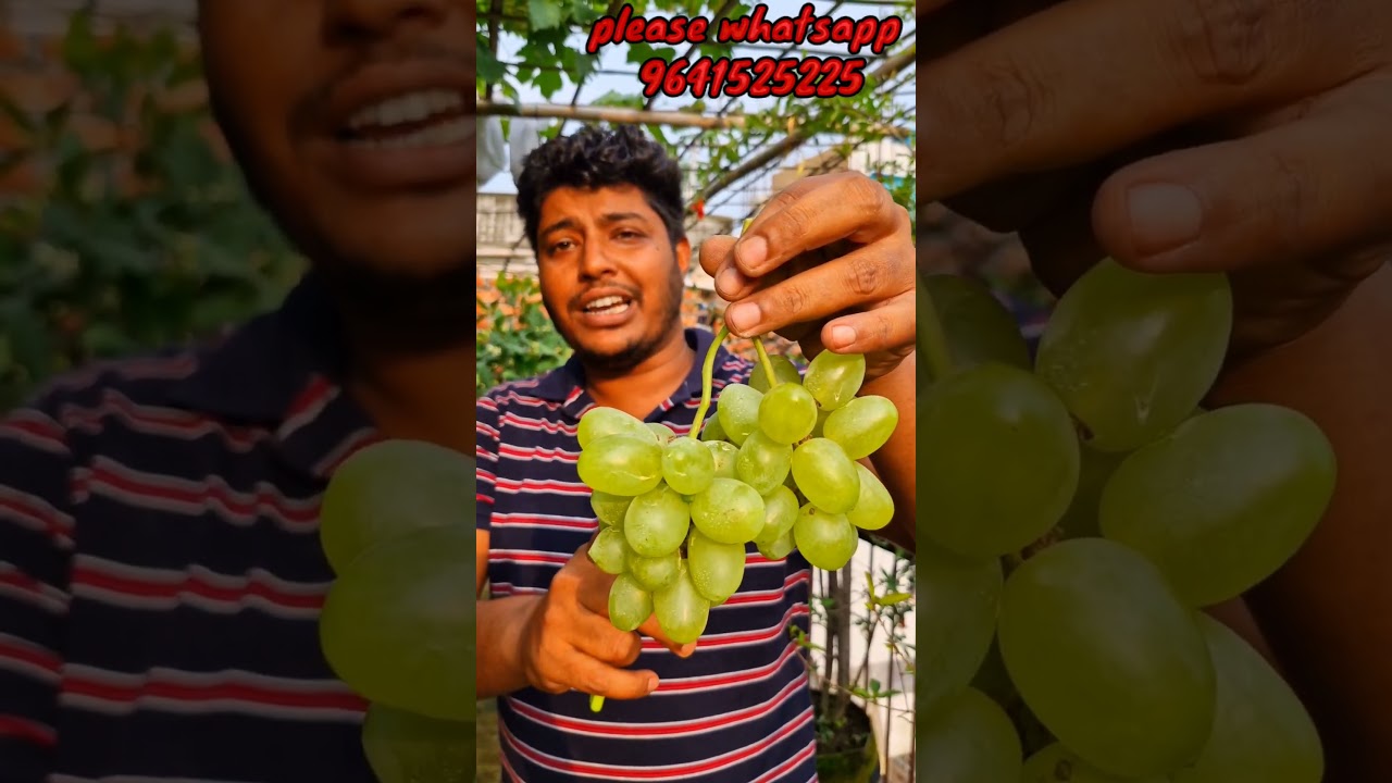 green long Harvesting