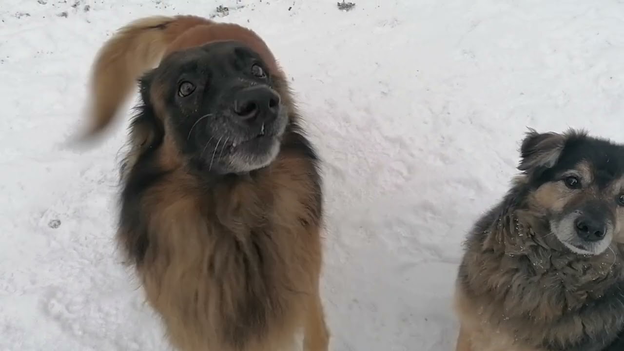 Schneegestöber
