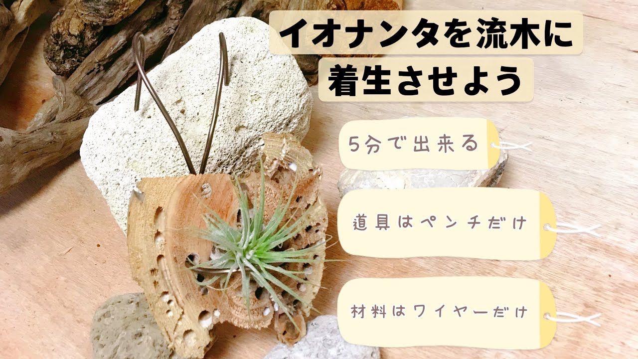 5分でできるイオナンタの流木付け　エアープランツ