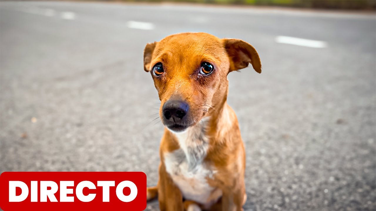 DIRECTO🔴 Que Pasó con los Bebés de Heidi?