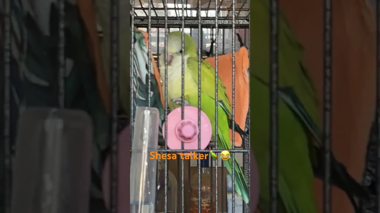 #lolaresc&uacute;estephens #QuakerParrot #Parrot #FeatheredFriend #Bird #LoudBird #SpoiledBird ￼