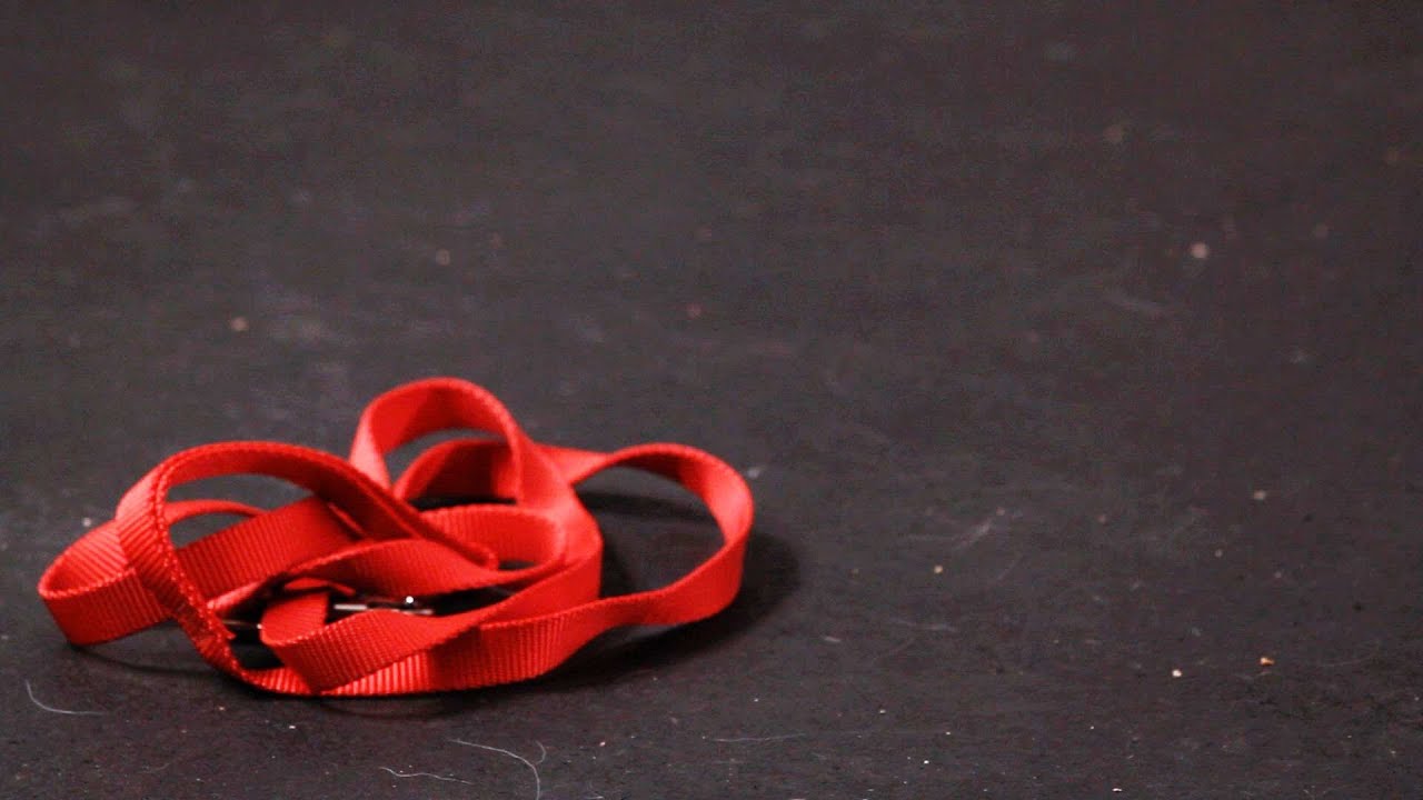 How to Teach Your Dog to Get the Leash | Dog Tricks