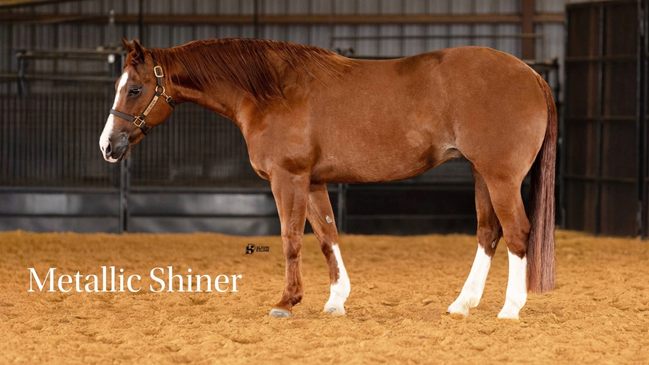 Metallic Shiner - 2014 Mare by Metallic Cat