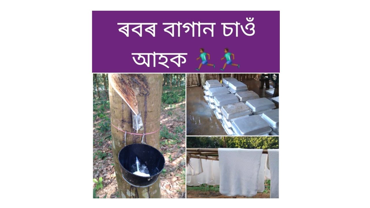 Rubber plantation in charaideo balijan grant