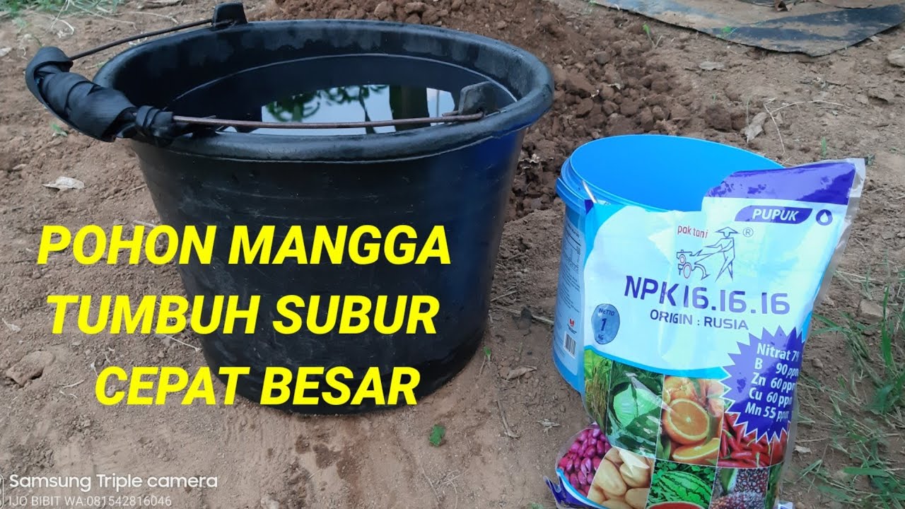 CARA PEMUPUKAN POHON MANGGA, DI MUSIM PANAS