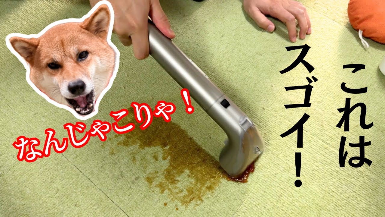 【多頭飼いの掃除】愛犬のおしっこ汚れを一発洗浄できるアイテム！