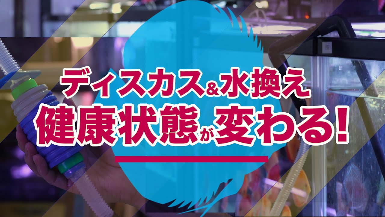 ディスカスの水換え完全ガイド：正しいやり方＆頻度で健康維持！初心者必見の水質管理術