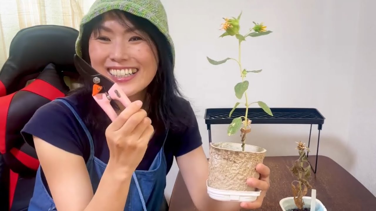 植物日記15 Yoko's Little Garden 15 / ミニひまわりの古い花を切る！ ダイソー栽培キット