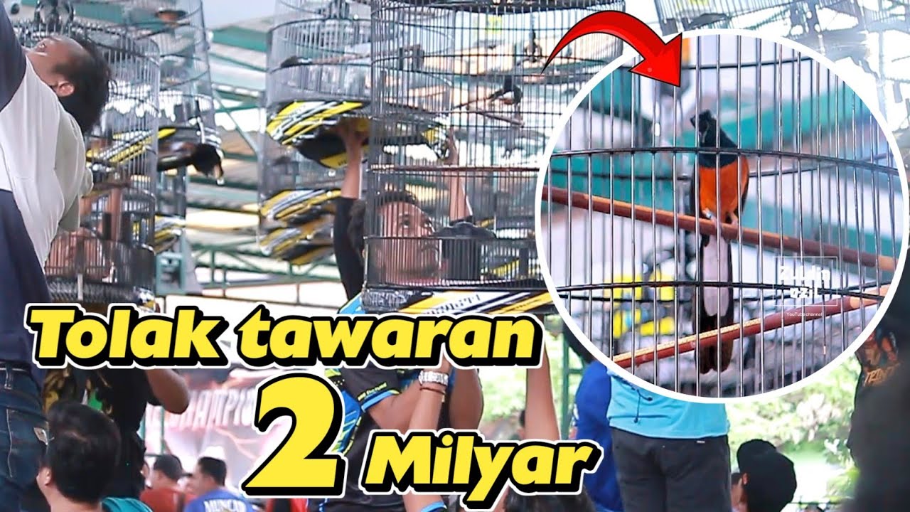 MURAI BATU TERMAHAL DI INDONESIA SAAT INI ‼️