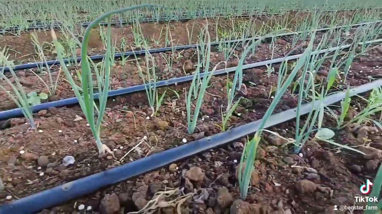 2 weeks of onion transplant