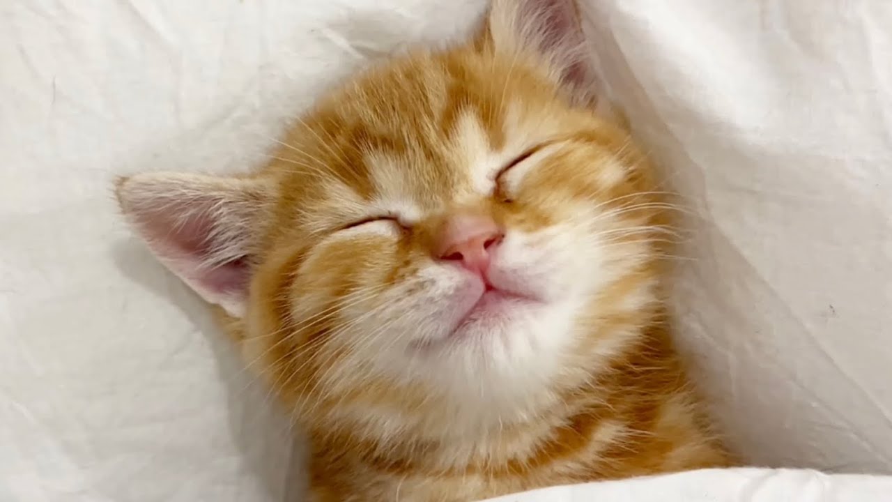 お布団で幸せそうに眠る子猫のちゃびくんの寝顔が可愛すぎた！！💓