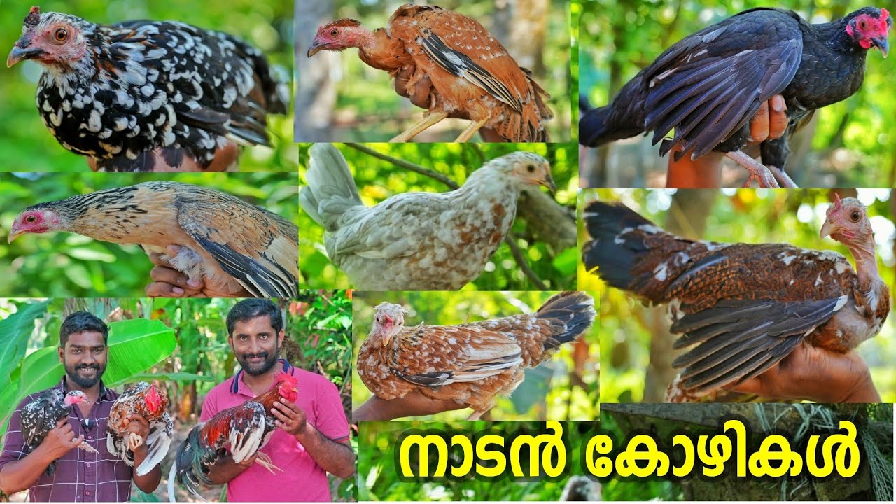 തനി നാടൻ കോഴികളുടെ വർണ്ണ ലോകം | Nadan Kozhi valarthal