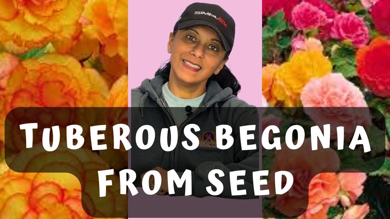 How To Grow Tuberous Begonias From Seed | Easy Begonia Propagation || Budget Gardening