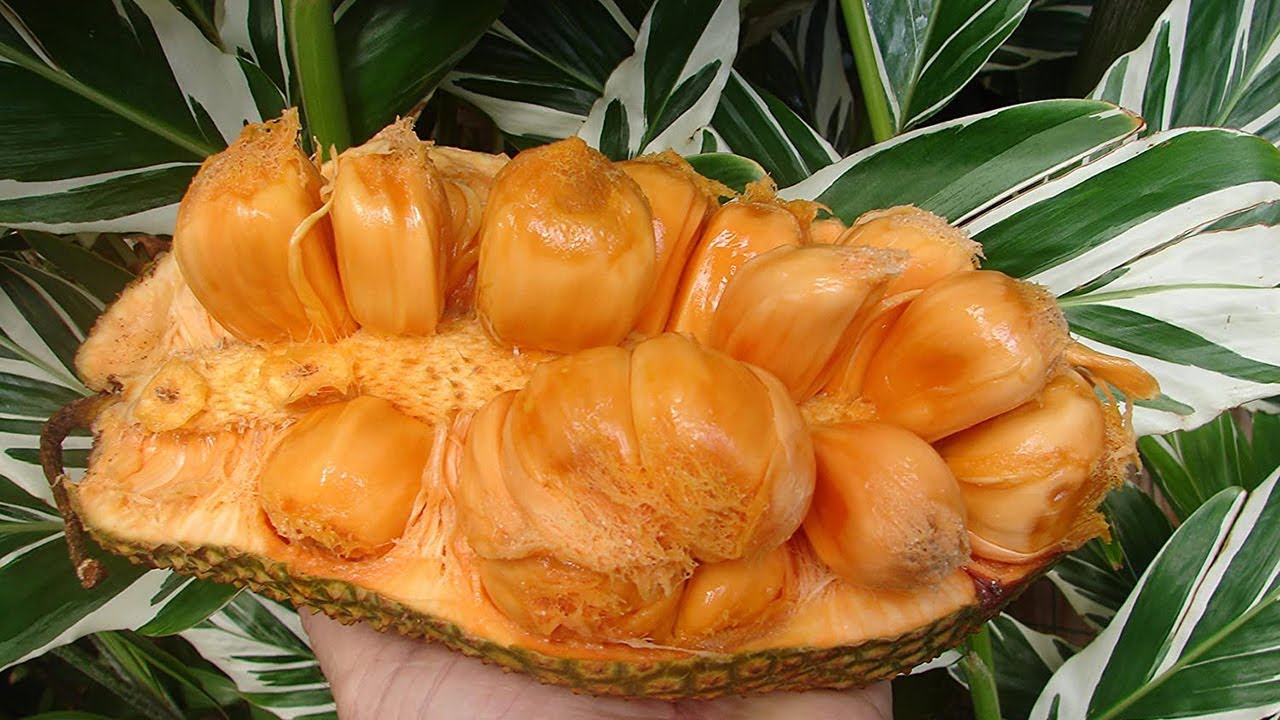 Artocarpus integer, Chempedak, Cempedak an important Fruit crop in Malaysia Thailand, grafted plants